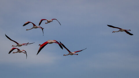 03-Camargue , flamant_MG_8881