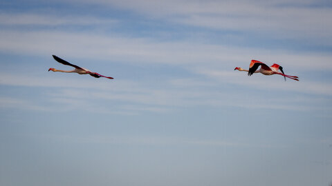 03-Camargue , flamant_MG_8887