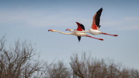 03-Camargue , flamant_MG_8888