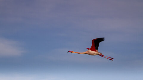 03-Camargue , flamant_MG_8890