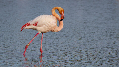 03-Camargue , flamant_MG_8891