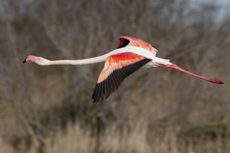 03-Camargue , flamant_MG_8893