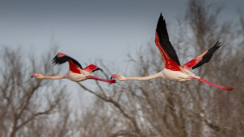 03-Camargue , flamant_MG_8894