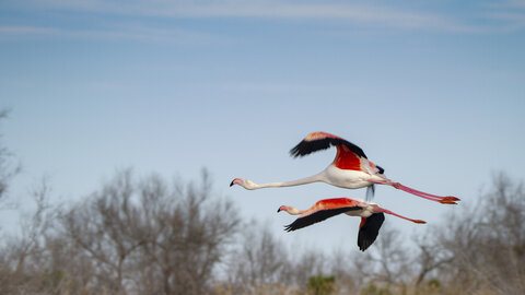 03-Camargue , flamant_MG_8897