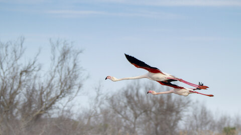 03-Camargue , flamant_MG_8898