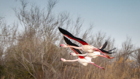 03-Camargue , flamant_MG_8901-Modifier