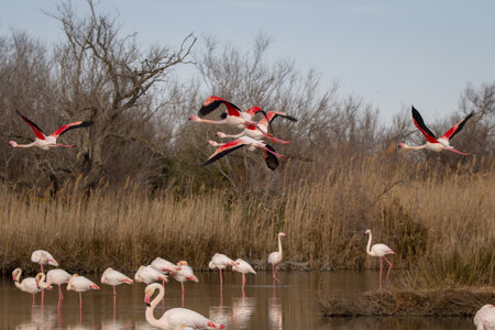 03-Camargue , flamant_MG_8902