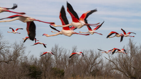 03-Camargue , flamant_MG_8905