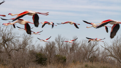 03-Camargue , flamant_MG_8906