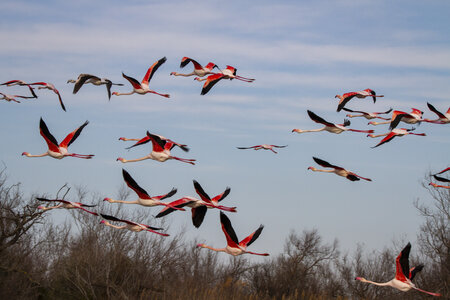 03-Camargue , flamant_MG_8909