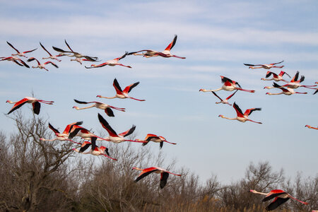 03-Camargue , flamant_MG_8910