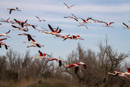 03-Camargue , flamant_MG_8911