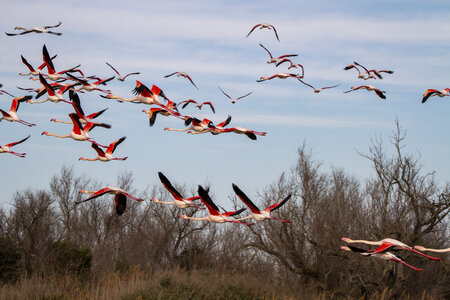 03-Camargue , flamant_MG_8912