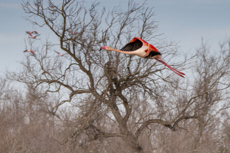 03-Camargue , flamant_MG_8918