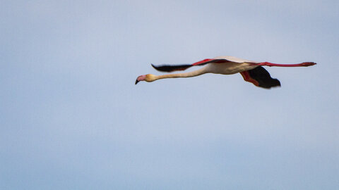 03-Camargue , flamant_MG_8921