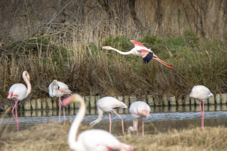 03-Camargue , flamant_MG_8925