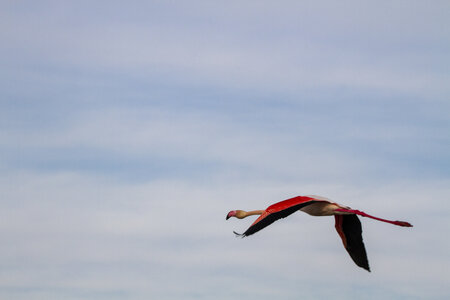 03-Camargue , flamant_MG_8929