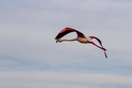 03-Camargue , flamant_MG_8930