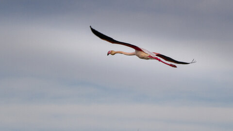 03-Camargue , flamant_MG_8931