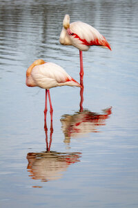 03-Camargue , flamant_MG_8934