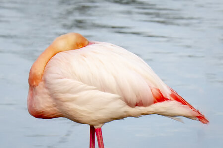 03-Camargue , flamant_MG_8934-Modifier