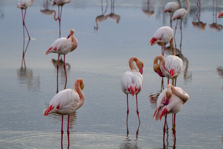 03-Camargue , flamant_MG_8951