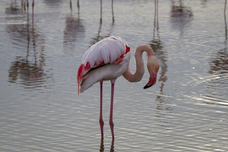 03-Camargue , flamant_MG_8952