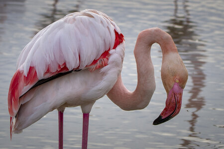 03-Camargue , flamant_MG_8952-2