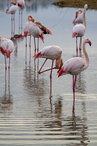 03-Camargue , flamant_MG_8954