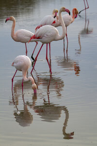 03-Camargue , flamant_MG_8957