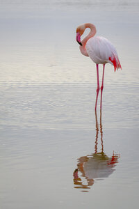 03-Camargue , flamant_MG_8958-Modifier