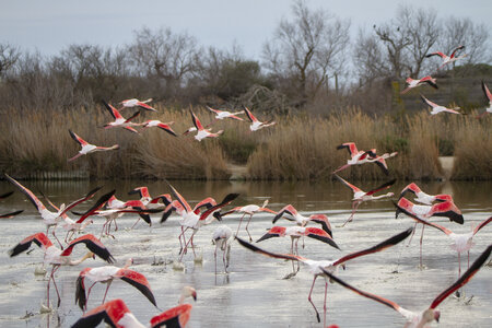 03-Camargue , flamant_MG_8959