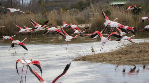 03-Camargue , flamant_MG_8961