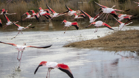 03-Camargue , flamant_MG_8962