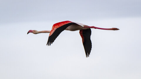 03-Camargue , flamant_MG_8978