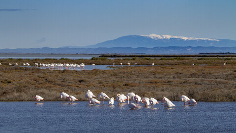 03-Camargue , flamant_MG_9033