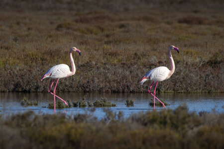 03-Camargue , flamant_MG_9034