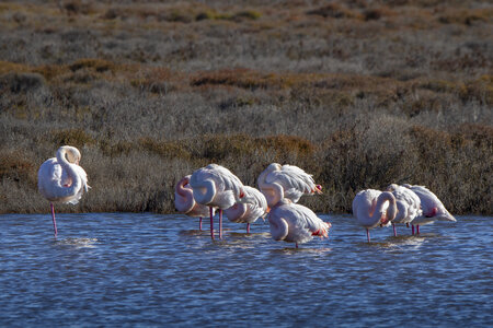 03-Camargue , flamant_MG_9035