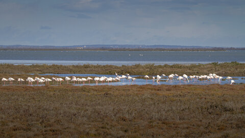 03-Camargue , flamant_MG_9038