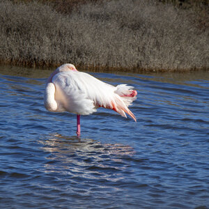 03-Camargue , flamant_MG_9045