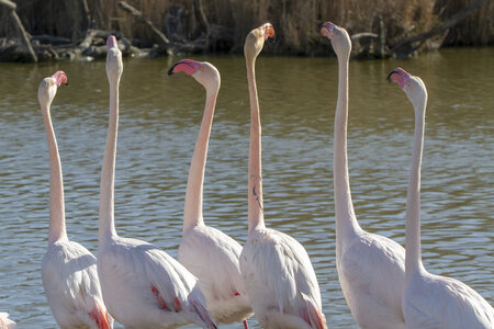 03-Camargue , flamant_MG_9139