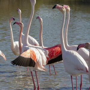 03-Camargue , flamant_MG_9140