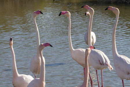 03-Camargue , flamant_MG_9142