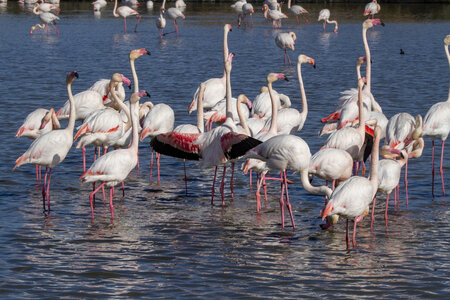 03-Camargue , flamant_MG_9143