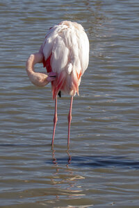 03-Camargue , flamant_MG_9144