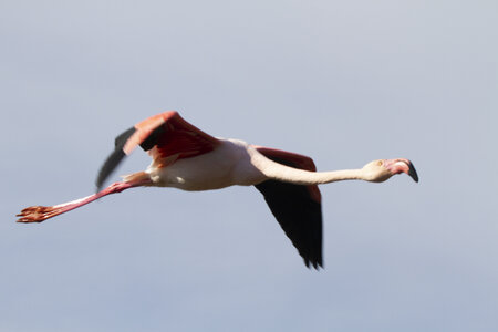 03-Camargue , flamant_MG_9146