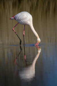 03-Camargue , flamant_MG_9147-2