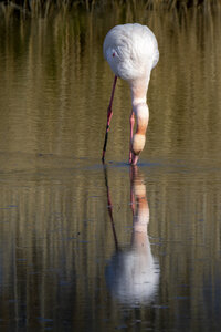 03-Camargue , flamant_MG_9148