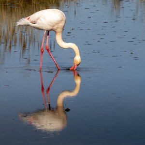 03-Camargue , flamant_MG_9149