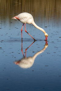 03-Camargue , flamant_MG_9150